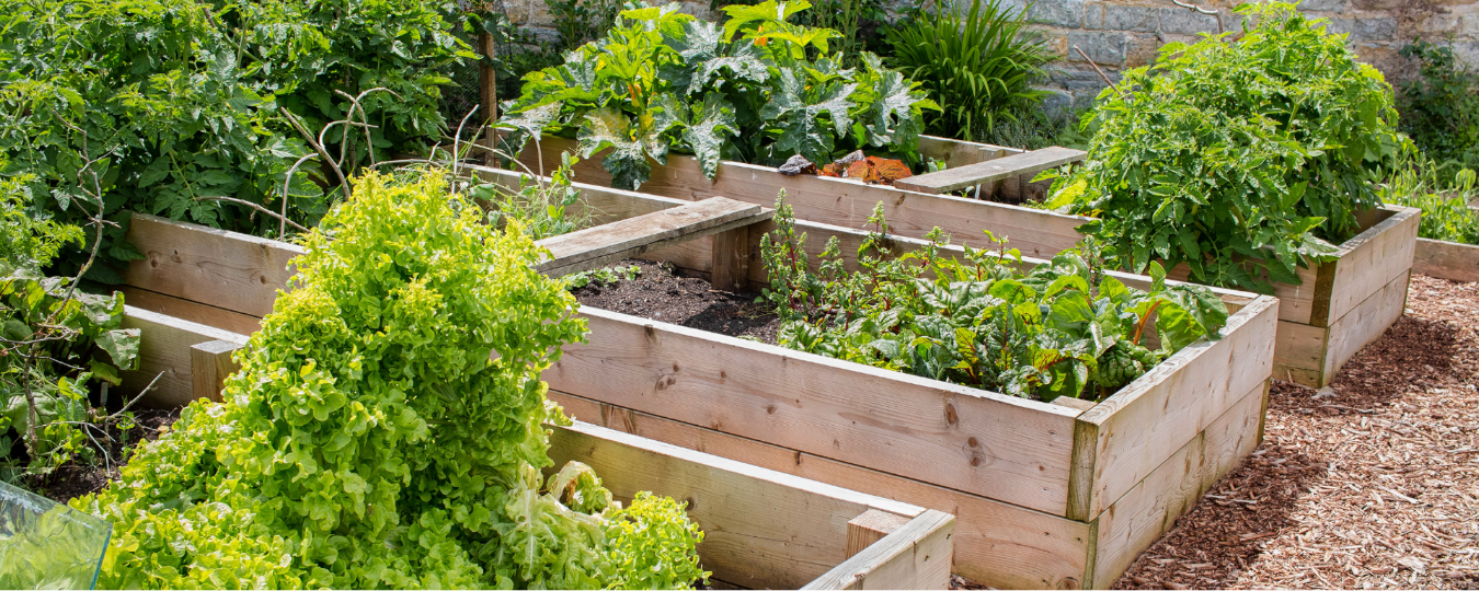 How to Prepare a Garden Bed for Vegetables